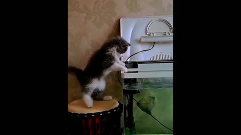 The Cats Catching the fish so that he can breakfast easily