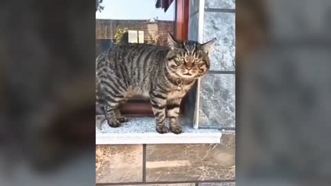 cute cat funny #2