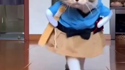 Cat Funny Clothes