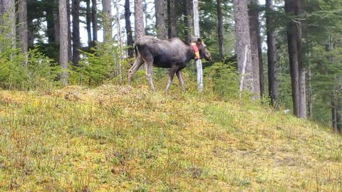Salty cow moose with collar and a playful Sitka blacktail deer interaction in Gustavus Alaska