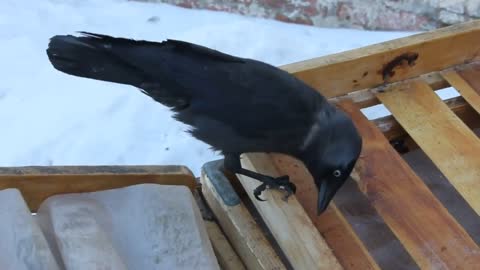 Things you need to know about JACKDAWS! #britishbirds #UKwildlife#jackdaw