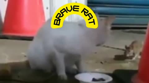 Funny cat and brave rat fights for food .