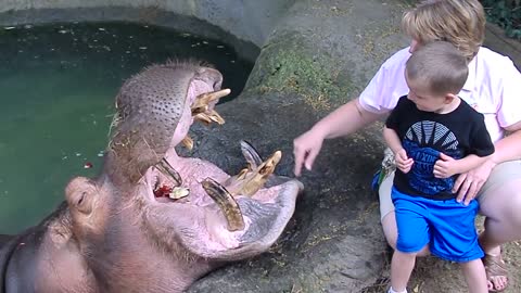 Behind the scenes at the zoo! Eli feeding Henry the Hippo