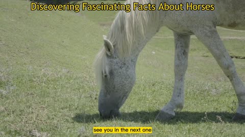 Discovering Fascinating Facts About Horses