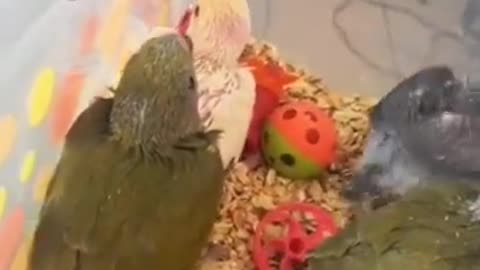 Parrot talking. Video