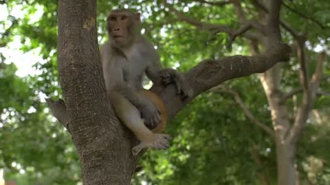 Monkey Sitting in a Tree Holding a Cat