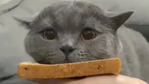 Cat sandwiches