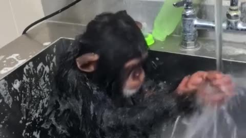 The beautiful monkey washes his face