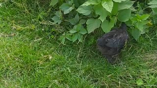 Little chickens walk among the herbs ;-)