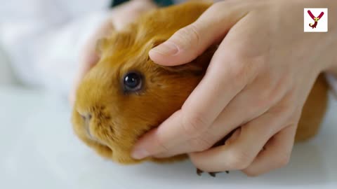 Guinea Pigs are NOT Pigs