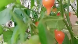 Minha plantação de pimenta