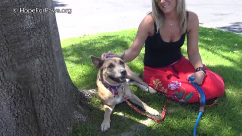 Homeless Labrador mom tried to trick us, but we found all her puppies!!!