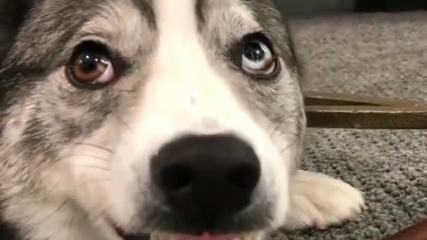Funny animal videos|Cute animal videos |Funny dog&cat videos|Hilarious pet videos|Funny video