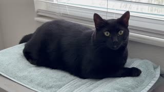 Adopting a Cat from a Shelter Vlog - Cute Precious Piper Uses Her Tail to Wind Up