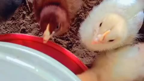 Poultry farm chicks