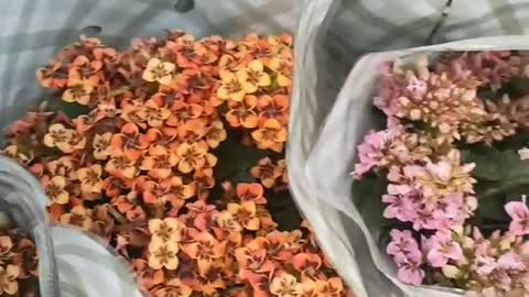 beautiful hydrangea