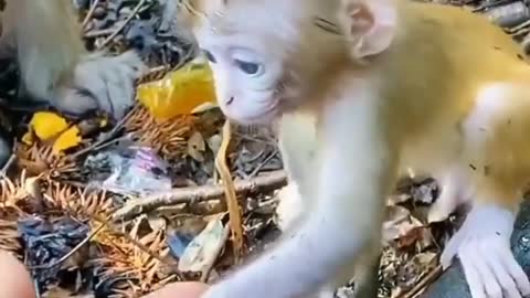 Little monkey | baby monkey