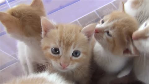 Kittens_meowing__too_much_cuteness__-_All_talking_at_the_same_time!