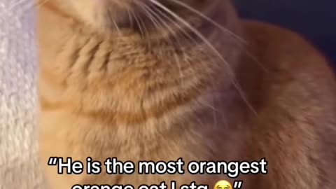 Orange cat behavior
