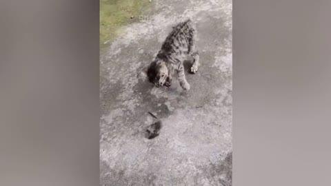 Super funny cat and dog