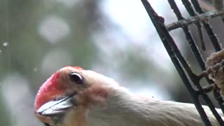 Red-bellied woodpecker