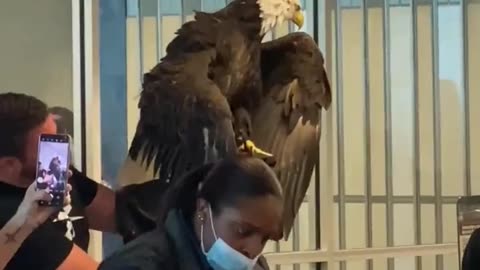 ASTONISHING A MAN BRINGS A BALD EAGLE THROUGH AIRPORT SECURITY