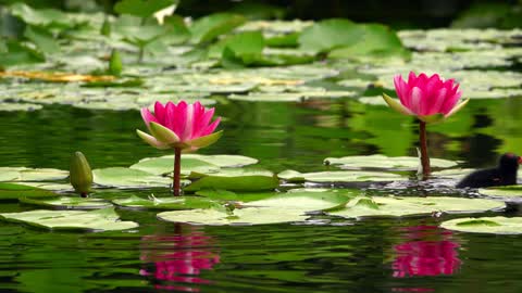 Lotus Flowers And Leaves On Water And Little Cute Duck