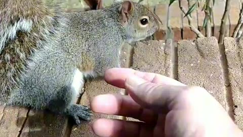Funny cute squirrel!!!