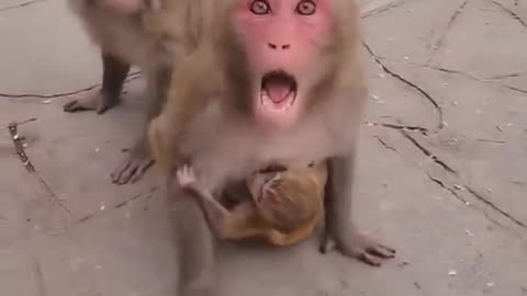 Mother monkey doesn't allow anyone to touch her baby