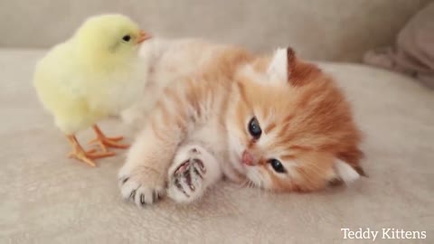 Kitten sleeps sweetly with the Chicken 🐥