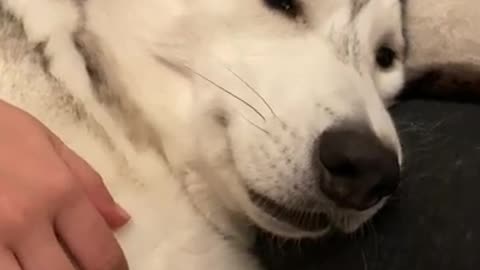 Grumpy Husky GROWLS When You STOP PETTING HIM!