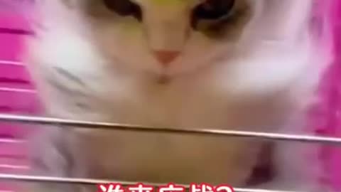 Cat Kungfu fight with a Human!