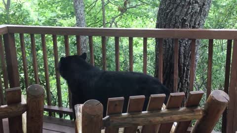 Momma Bear and Cub On Porch in Gatlinburg - BJBourg