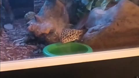 Adorable leopard gecko drinking water