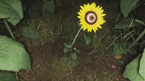 New sunflower species discovered!