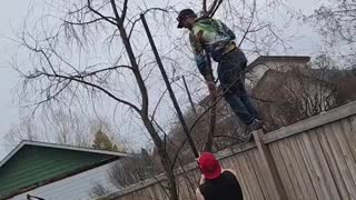 Rescuing a Cat Stuck in a Tree
