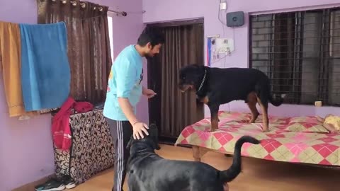 Dog protect baby boy