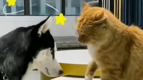 Funny video of my Cat and Dog, funny fighting in own circumstances