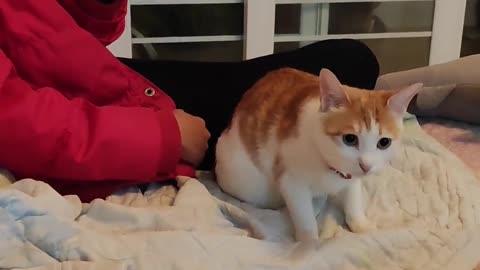 Funny Cute Cat Videos