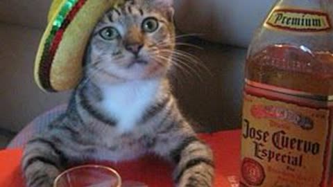 Кто сказал, что коты не пьют? Да они же просто настоящие алкоголики!! Who says cats don't drink?