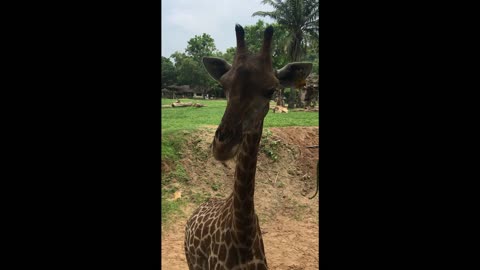 Giraffe at the zoo