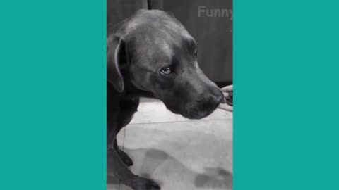 Dog makes a regretful decision in his life