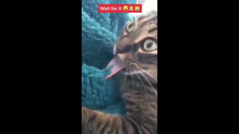 Animal Antics: The Funniest Moments Caught on Camera!!!!!!!!!!!