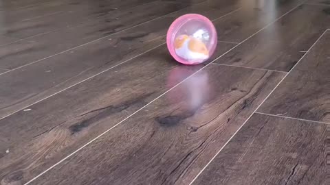 Pug vs. Toy Hamster