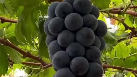 Yummy grapes