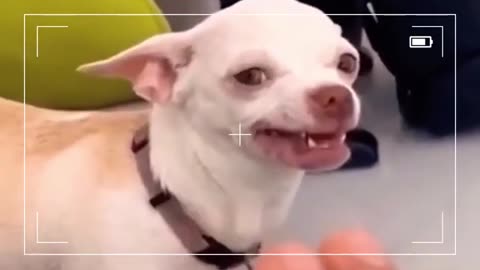 Don't mess with DOG 😈 #shorts Funny TIKTOK Dog Videos