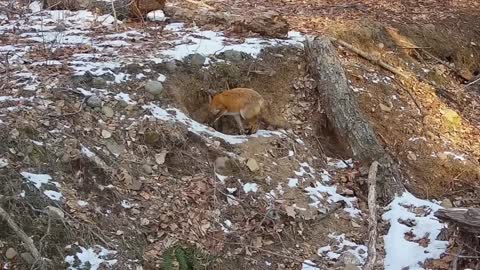 Wild life about red fox