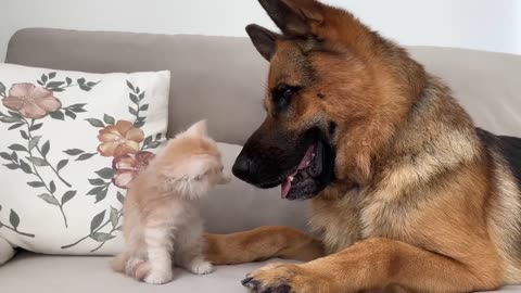 German Shepherd Loves Baby Kitten