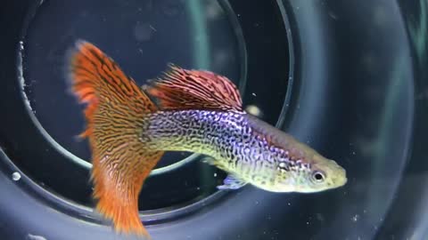 Guppy Fish. I.D Red Lace Guppy
