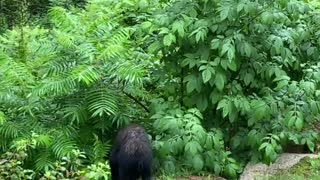 Baby Bear Continuously Visits New Hampshire Patio